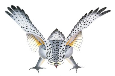 Hawk Prepares for Attack by Kananginak Pootoogook