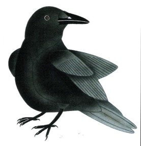 Little Raven by Kavavaow Mannomee