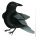 Little Raven by Kavavaow Mannomee