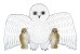 Mother Owl Shelters by Nikotai Mills