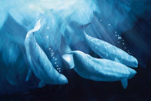 Belugas   