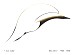 BenjaminCheeCheeSunBird.2large3starsprintfor.jpg