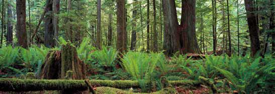 Cathedral Grove, Vancouver Island