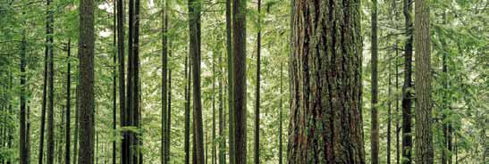 Lynn Canyon Park, Vancouver