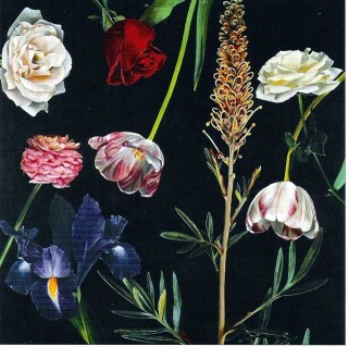 A Dance of Flowers 2002 by Ben Schonzeit
