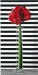 Amaryllis on Black and White 2002 by Ben Schonzeit