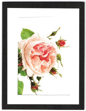Fantin Latour.jpg