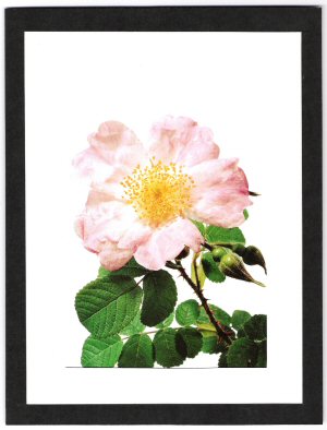 Paulii Rosea.jpg