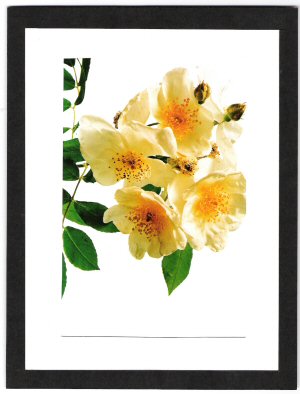 Poliantha grandiflora.jpg