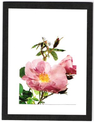 Rosa centifolia f. andrewsii.jpg