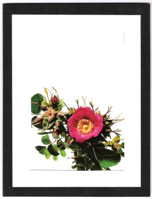 Rosa forestiana.jpg