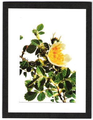 Rosa horrida.jpg