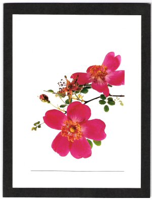 Rosa moyesii & pimpinellifolia.jpg