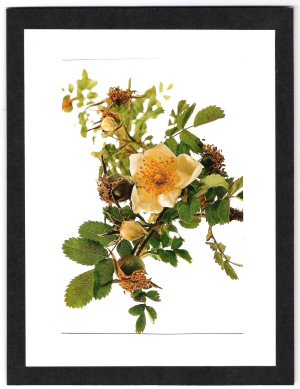 Rosa pimpinellifolia  Nana.jpg
