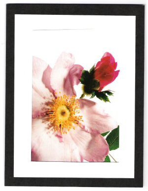 Rosa roxburghii hurtula.jpg