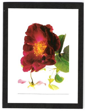 Violacea.jpg