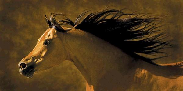 Arabian Runner