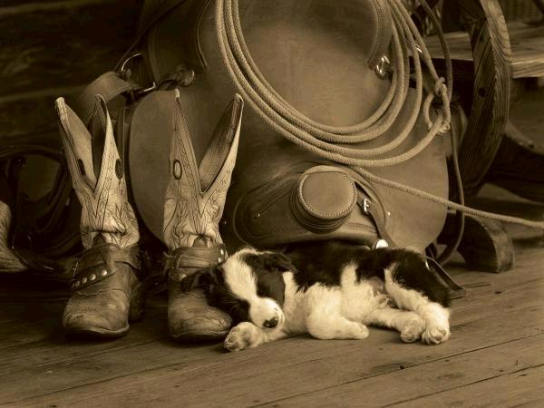 Cowboy Puppy