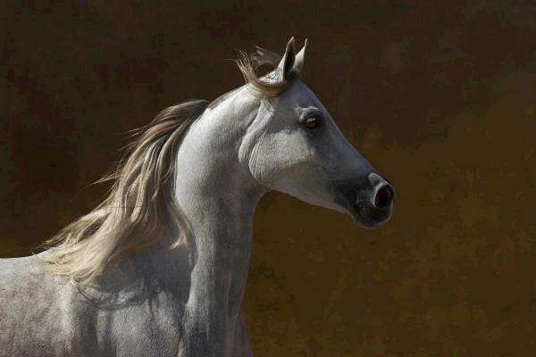 Grey Prancer II
