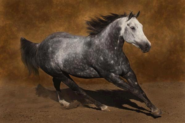 Grey Thunder