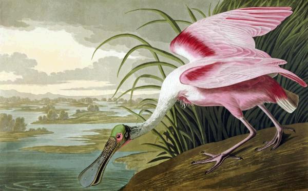 roseate_spoonbill