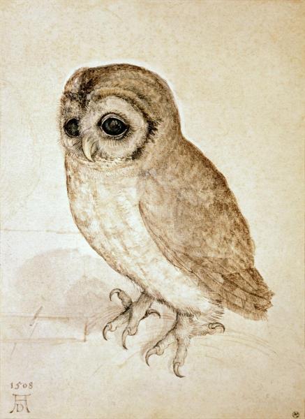 Albrecht Durer / Screech Owl 
