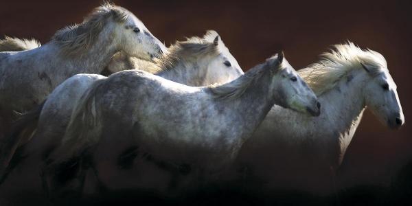 Crin Blanc