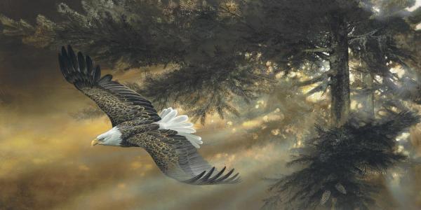 Freedom 