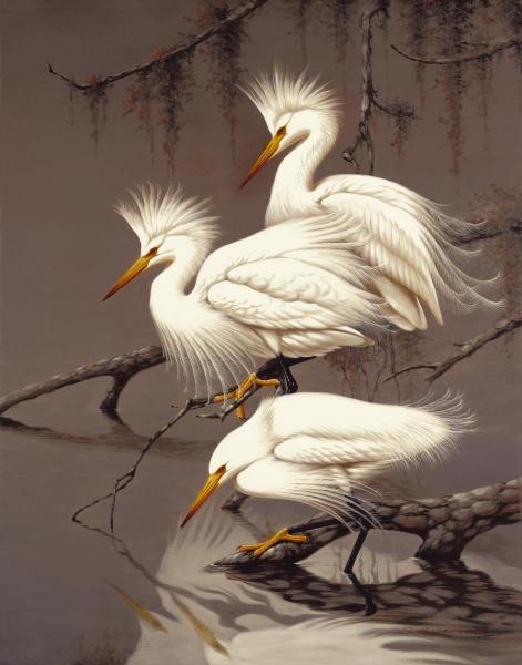  Snowy Egrets 