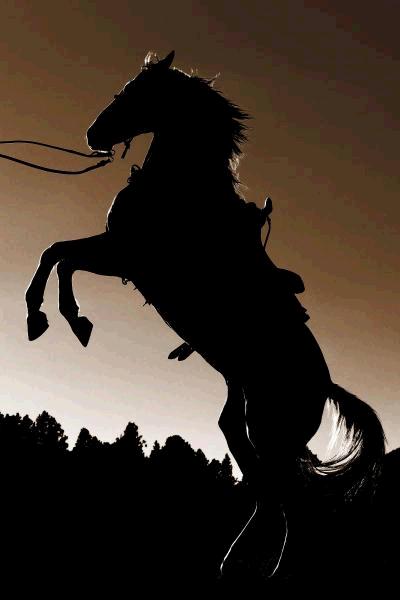 Stallion Silhouette
