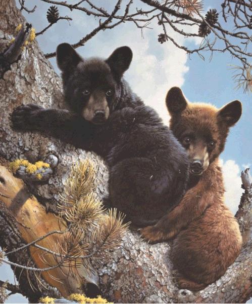 High adventure