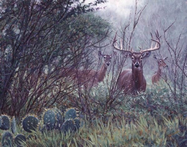 Lone Star Whitetail 