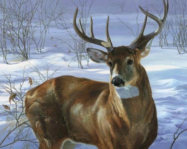 whitetail deer